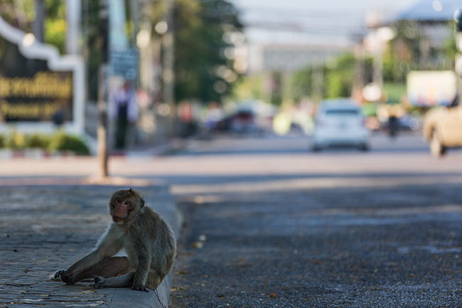 The Monkeys in Prachuap Khiri Khan