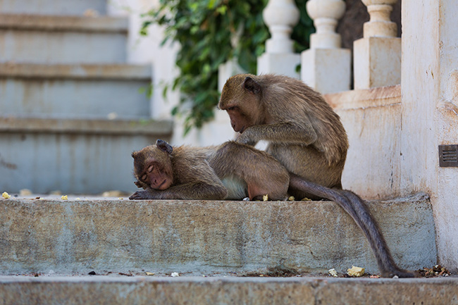 The Monkeys in Prachuap Khiri Khan
