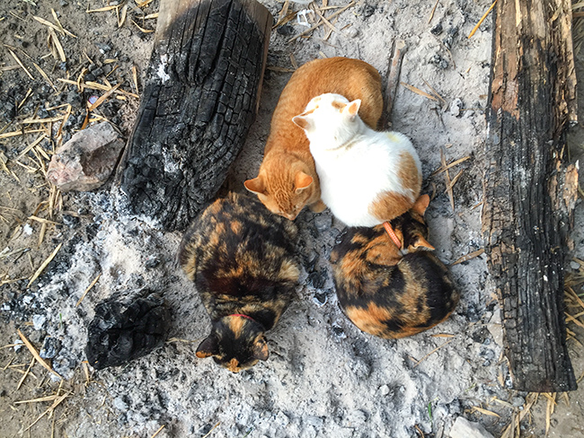 Twin Hut cats at the fire in the morning