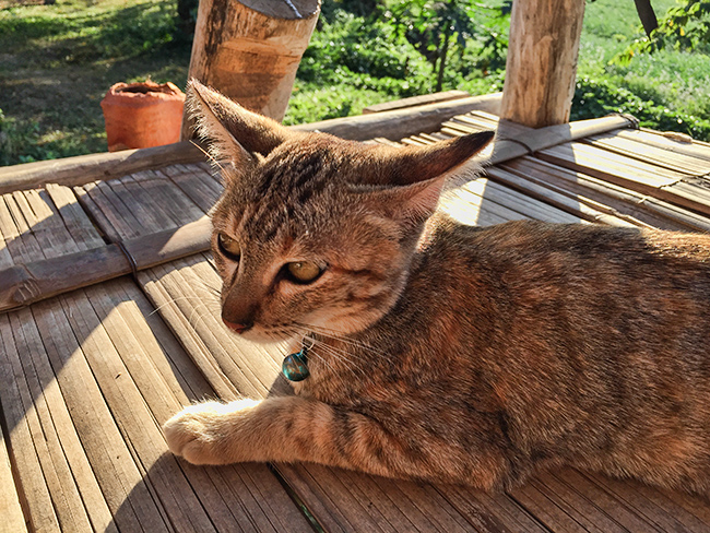 Cat at my bungalow
