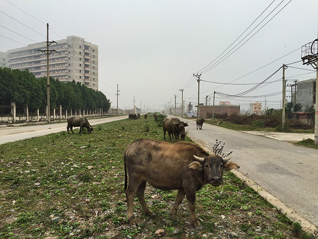 Water buffalos next to the hospital in Ninh Binh