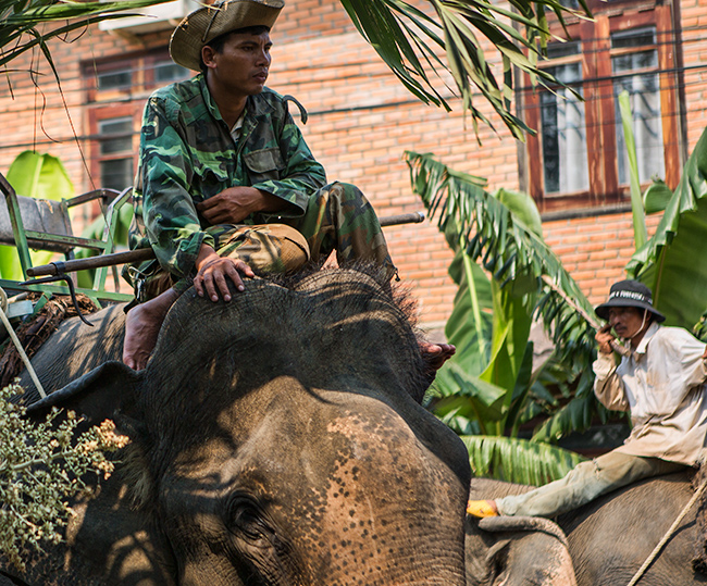 A mahout on an Elephant