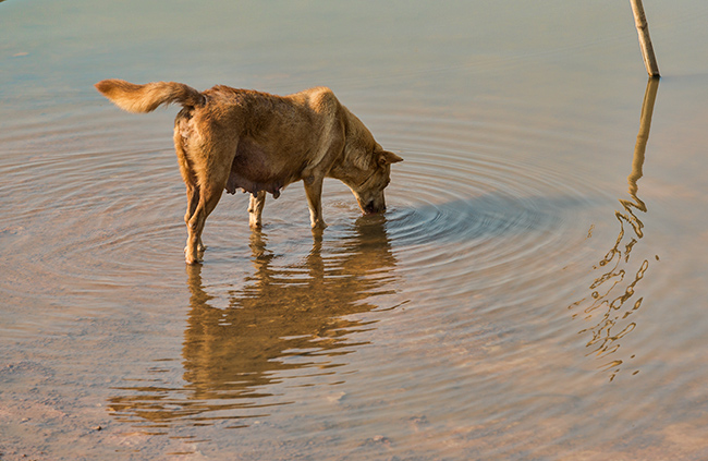 A female dog drinks water in a lake