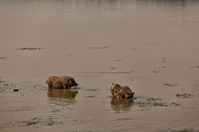 Two pigs search for food in Lăk Lake