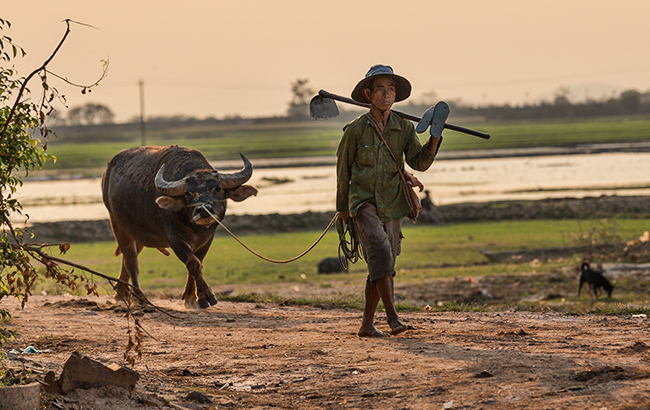Coming home from the field - a farmer and his buffalo
