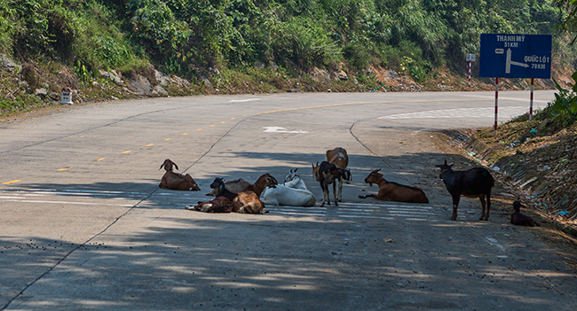 Goats on the street