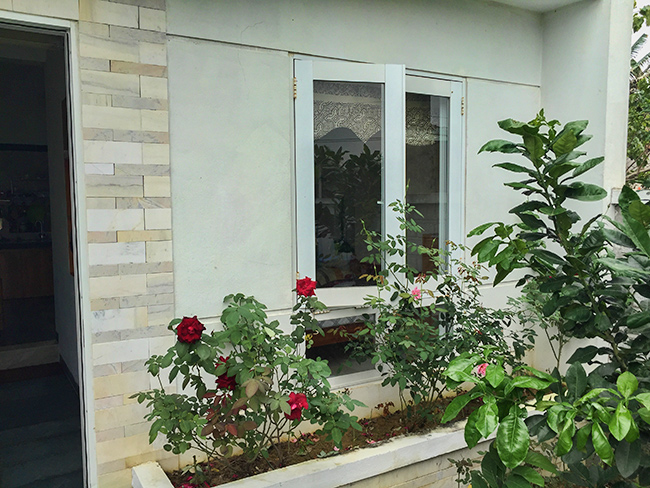 The window of the guest room - roses in front.